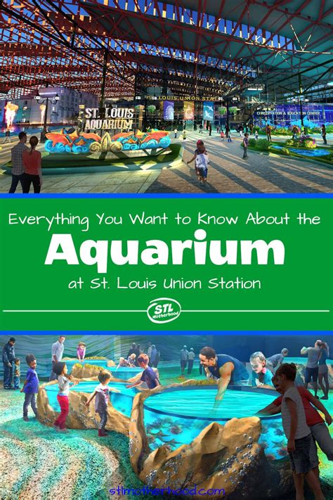 stl aquarium|Everything You Want to Know about the St. Louis .